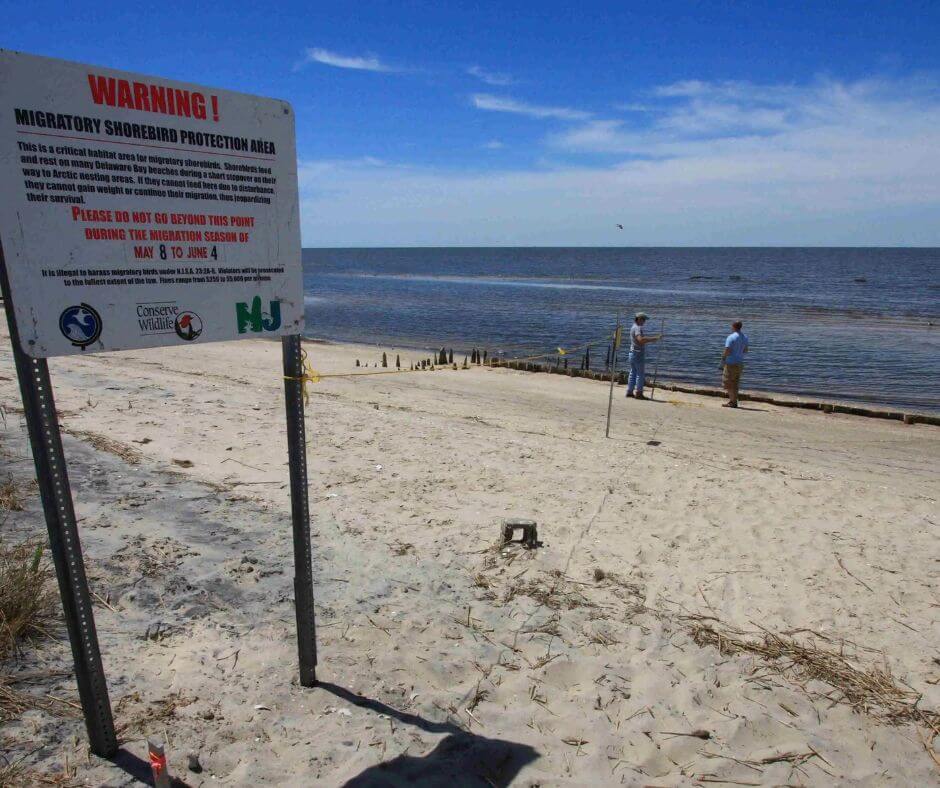 chesapeakepallets Delaware Bay Beaches